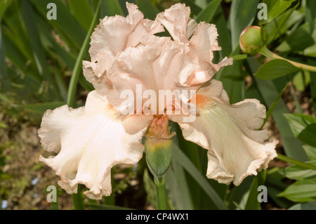 One pale pink white bearded iris flower Stock Photo