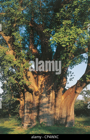 Zimbabwe - Victoria Falls, baobab Stock Photo