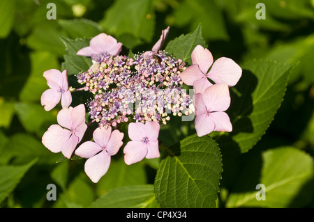 Close-up of pink and white flowers of Hydrangea Macrophylla Normalis, Lacecap Hydrangea blooming in a sunny garden. Stock Photo