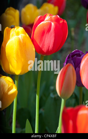 A group of brightly colored tulips bloom in a garden Stock Photo - Alamy