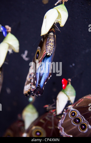 Butterflies emerging from cocoons in Selvatura Park, Monteverde, Costa Rica, Central America Stock Photo