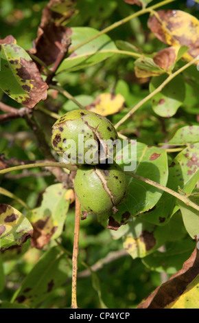 Walnut When Fall Off Tree Ripe nuts of a Walnut tree Stock Photo - Alamy