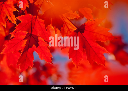 Vibrant red and orange autumn foliage leaves of Silver maple, Acer saccharinum, Aceraceae, backlit by warm sunlight against a soft blue background. Stock Photo