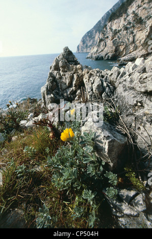 Botany: Fabacee, Ginestrino reefs (Lotus cytisoides). Lazio, Parco Nazionale del Circeo (Lt). Stock Photo