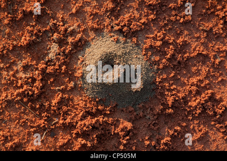 Red Ant  (Solenopsis species) Hill Northern Florida USA Stock Photo