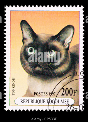 Postage stamp from Togo depicting a tonkinois cat. Stock Photo