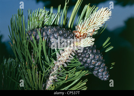 Botany Pinaceae Pine Loricato (Pinus or Pinus leucodermis heldreichii), cones or cones. Calabria, Pollino National Park, Great Stock Photo