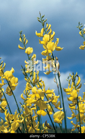 CALABRIA POLLINO SLOPES Mandriane broom Stock Photo