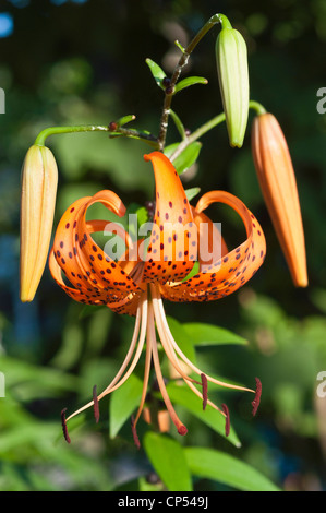 Orange flowers of dotted Tiger Lily,Lilium lancifolium,. L. tigrinum Stock Photo