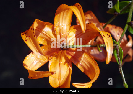 Orange flowers of dotted Tiger Lily,Lilium lancifolium,. L. tigrinum Stock Photo
