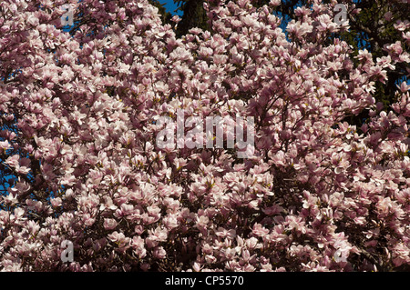 Dense clusters of pink flowers of Magnolia soulangeana (Saucer magnolia) in full bloom against a clear blue sky on a sunny spring day. Stock Photo