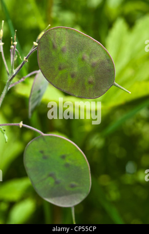 Money Plant, seed (Lunaria annua), Pennyflower Stock Photo - Alamy