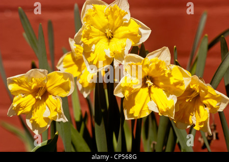 Close-up of five vibrant white and yellow split corona daffodils blooming in bright sunlight against a red brick wall background. Stock Photo