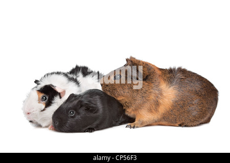 three Guinea pigs in front of a white background Stock Photo