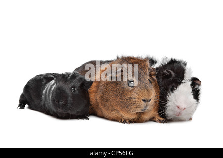 three Guinea pigs in front of a white background Stock Photo