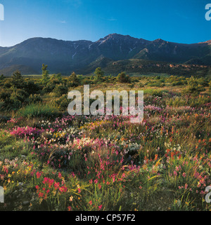 Calabria - Pollino National Park - Flowering of Euphorbia, Poligala (Polygala) and Eliantemo Rosellina or rocks (Heliantemum). Stock Photo