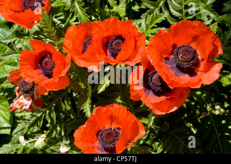 Many red flowers of Oriental poppy, Papaver orientale, flower, bloom, blossom, petals, cultivar, horticulture, gardening, plant, Stock Photo