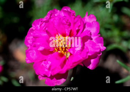 One pink flower of Moss-rose Purslane, Portulaca grandiflora, Portulacaceae Stock Photo