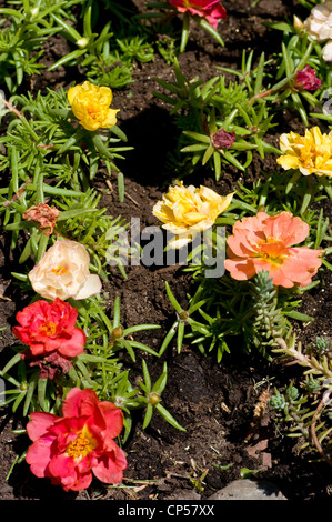 Flowers of Moss-rose Purslane, Portulaca grandiflora, Portulacaceae, flower, bloom, blossom, petals, cultivar, horticu Stock Photo