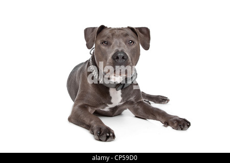 American staffordshire terrier in front of a white background Stock Photo