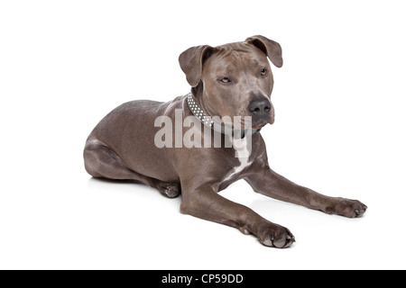 American staffordshire terrier in front of a white background Stock Photo