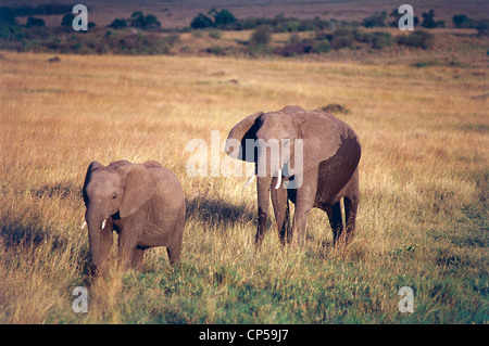 Zoology - Elefantidi - proboscideans - African Elephants (Loxodonta africana). Kenya, Masai Mara Game Reserve. Stock Photo