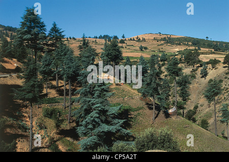 Morocco - Al Hoceima - Forests of cedar (Cedrus) in the hills of the Rif Stock Photo
