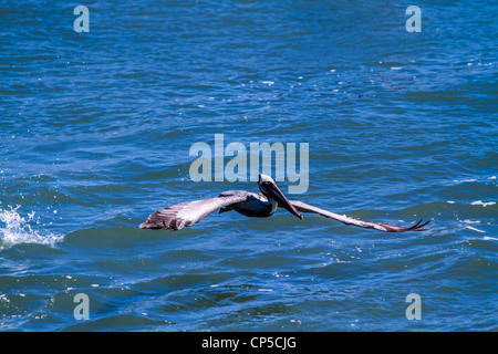 Flying Brown Pelican Stock Photo