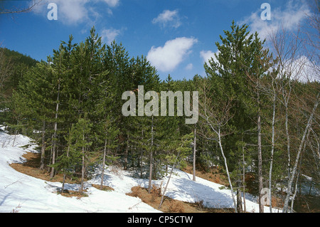 Calabria - Parco Nazionale della Sila - snowy landscape. Stock Photo