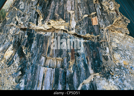 UMBRIA Dunarobba SPECIAL WOOD FOSSIL FOSSIL FOREST Stock Photo