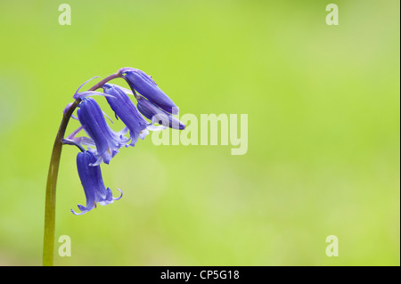 Hyacinthoides non scripta. Bluebell flower in an English woodland Stock Photo