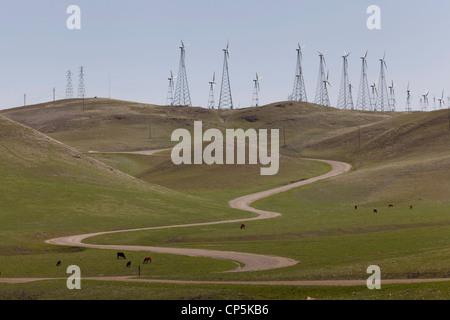 Free range cows graze on a wind farm - Altamont Pass, California USA Stock Photo