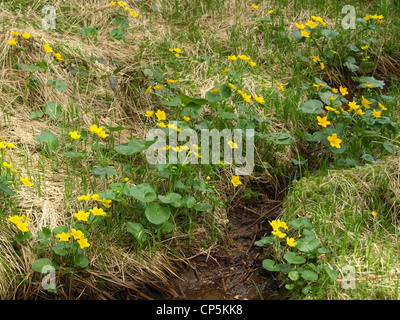 Kingcup / Marsh Marigold / Caltha palustris / Sumpfdotterblume Stock Photo