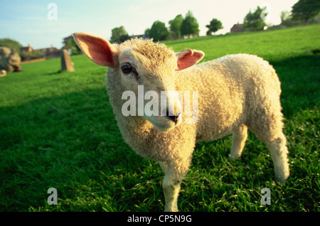 England, Cotswolds, Lamb in Field Stock Photo