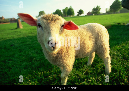 England, Cotswolds, Lamb in Field Stock Photo