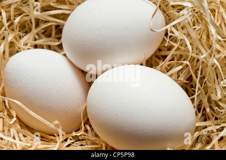 three white eggs in the nest Stock Photo
