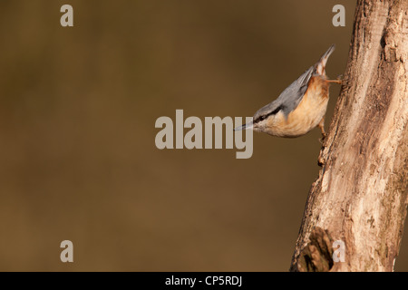 Nuthatch, The nuthatches constitute a genus, Sitta, of small passerine birds belonging to the family Sittidae. Large heads, short tai Stock Photo