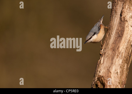 Nuthatch, The nuthatches constitute a genus, Sitta, of small passerine birds belonging to the family Sittidae. Large heads, short tai Stock Photo