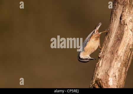 Nuthatch, The nuthatches constitute a genus, Sitta, of small passerine birds belonging to the family Sittidae. Large heads, short tai Stock Photo