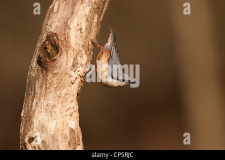 Nuthatch, The nuthatches constitute a genus, Sitta, of small passerine birds belonging to the family Sittidae. Large heads, short tai Stock Photo