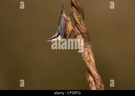 Nuthatch, The nuthatches constitute a genus, Sitta, of small passerine birds belonging to the family Sittidae. Large heads, short tai Stock Photo