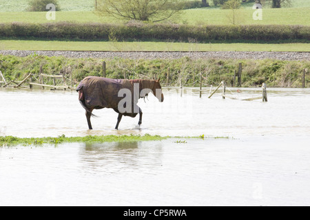 Horses struggling in flooded fields Stock Photo