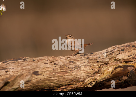 The Eurasian Wren (Troglodytes troglodytes), is a very small bird, and the only member of the wren family Troglodytidae found in Stock Photo