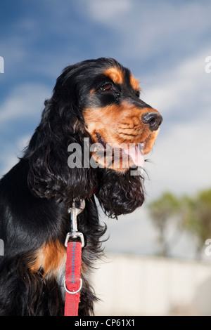 Beautiful English Cocker Spaniel in black and tan color dog profile Stock Photo