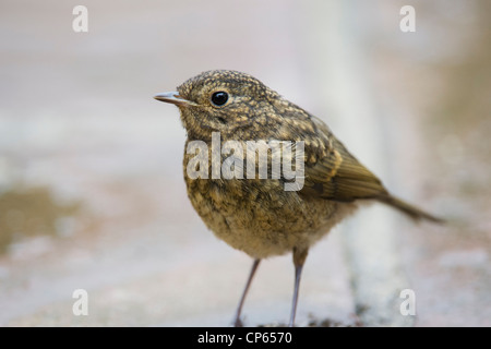 Fledged juvenile Robin on garden path. UK Stock Photo