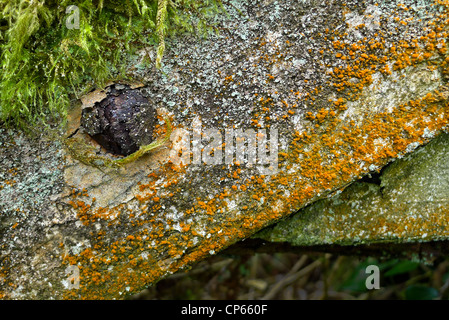 Lichen and moss growing on an old farm gate in Cornwall. Stock Photo