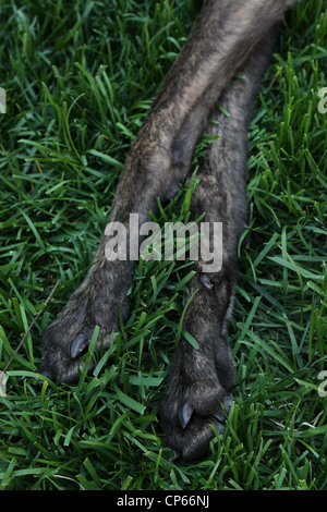 A close up of a dogs paws in the grass. Stock Photo
