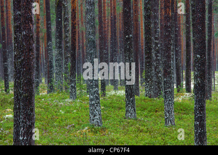 Scots pines (Pinus sylvestris) covered with lichen on bark of tree trunks in commercial forest, Dalarna, Sweden Stock Photo