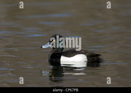 Tufted duck (Aythya fuligula) swimming in lake, Germany Stock Photo