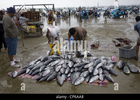 Ecuador Pacific Coast Puerto Lopez fishing village morning catch being landed. Stock Photo